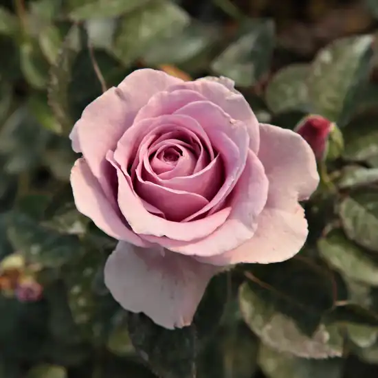 70-80 cm - Trandafiri - Terra Limburgia™ - 